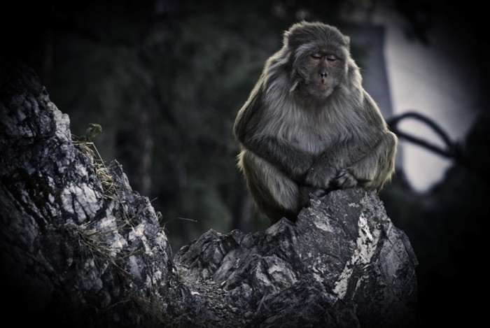 Adyashanti True Meditation Monkey